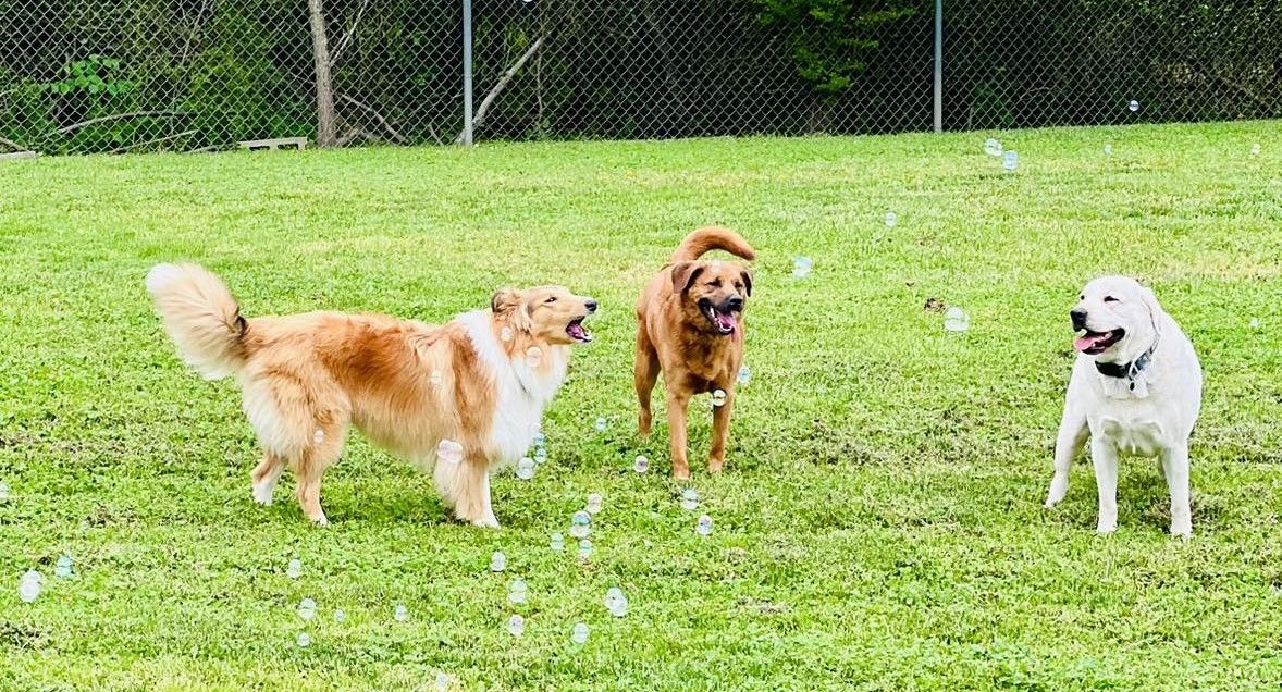 Three dogs playing on grass with bubbles floating around, enclosed by a chain-link fence and surrounded by greenery.