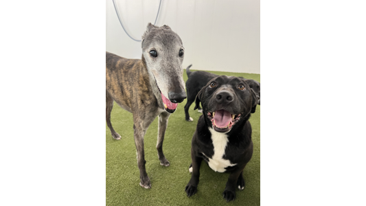 Two happy dogs, one a brindle greyhound and the other a black dog with a white chest, stand on a green artificial turf smiling at the camera.