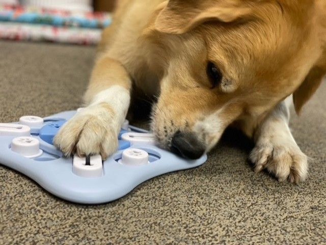 Dog interacting with a puzzle toy on a carpet, using its paw and snout to explore the sections of the toy.