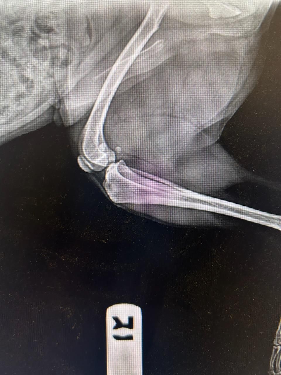 X-ray of a dog's elbow showing bones clearly, with a metal marker labeled "R" at the bottom of the image.