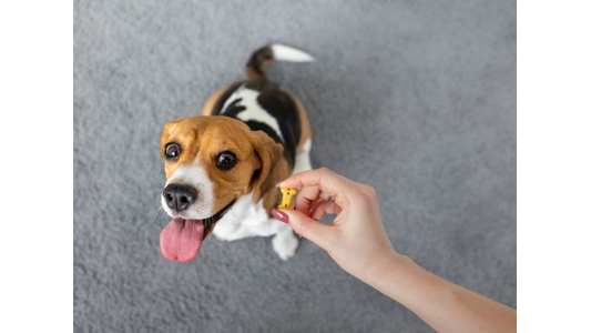 A beagle eagerly looks up with its tongue out, sitting on a gray carpet, while a hand offers a treat.