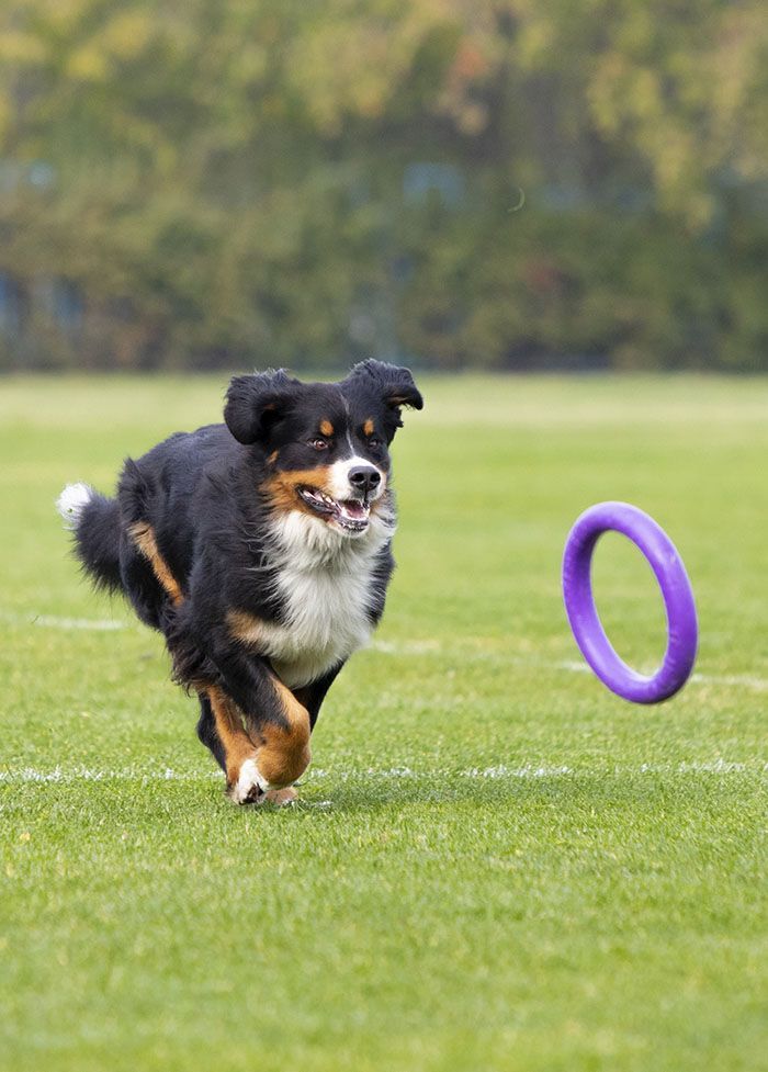 A black and brown dog enthusiastically runs on grass towards a flying purple ring toy.