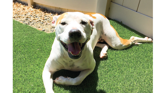 A happy dog with white and brown fur lying on artificial grass, smiling with its mouth open, in a sunlit area near a pebble border.