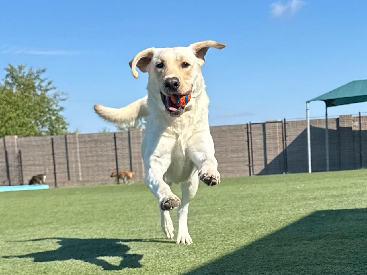 Yellow Labrador running with an orange ball in its mouth on a sunny day in a fenced yard.