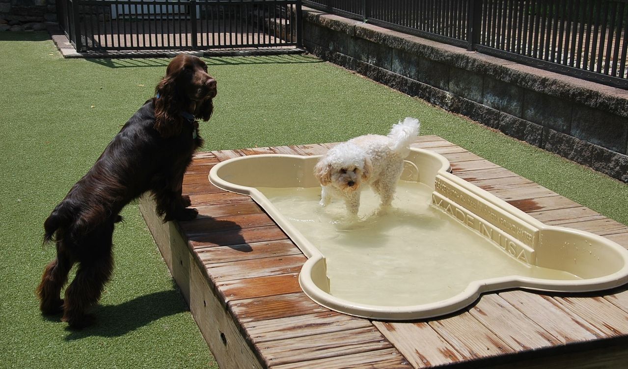 Two dogs play at a bone-shaped splash pool; a brown dog stands on the edge while a small white dog splashes inside on a sunny day.