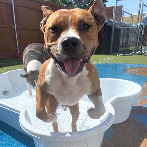 Brown and white dog playfully stands in a tub of water, smiling with tongue out, on a sunny day in a fenced yard.