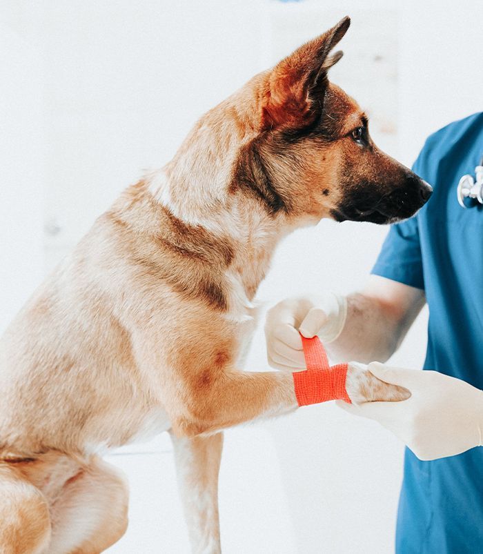 A dog with a reddish-brown coat has its front paw bandaged by a veterinarian wearing blue scrubs and gloves.