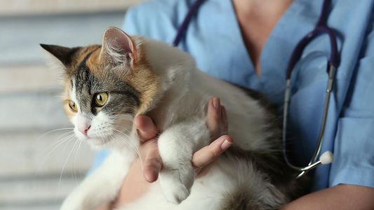 A calico cat being gently held by a person in a blue uniform with a stethoscope around their neck.