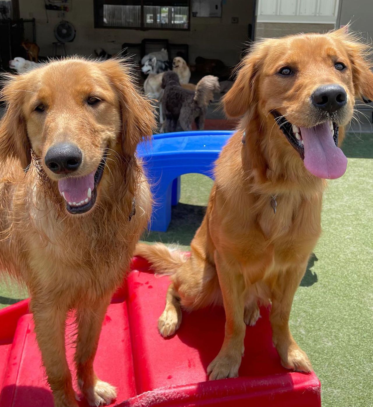 Two happy Golden Retrievers posing on a red play structure in a sunny outdoor dog daycare yard