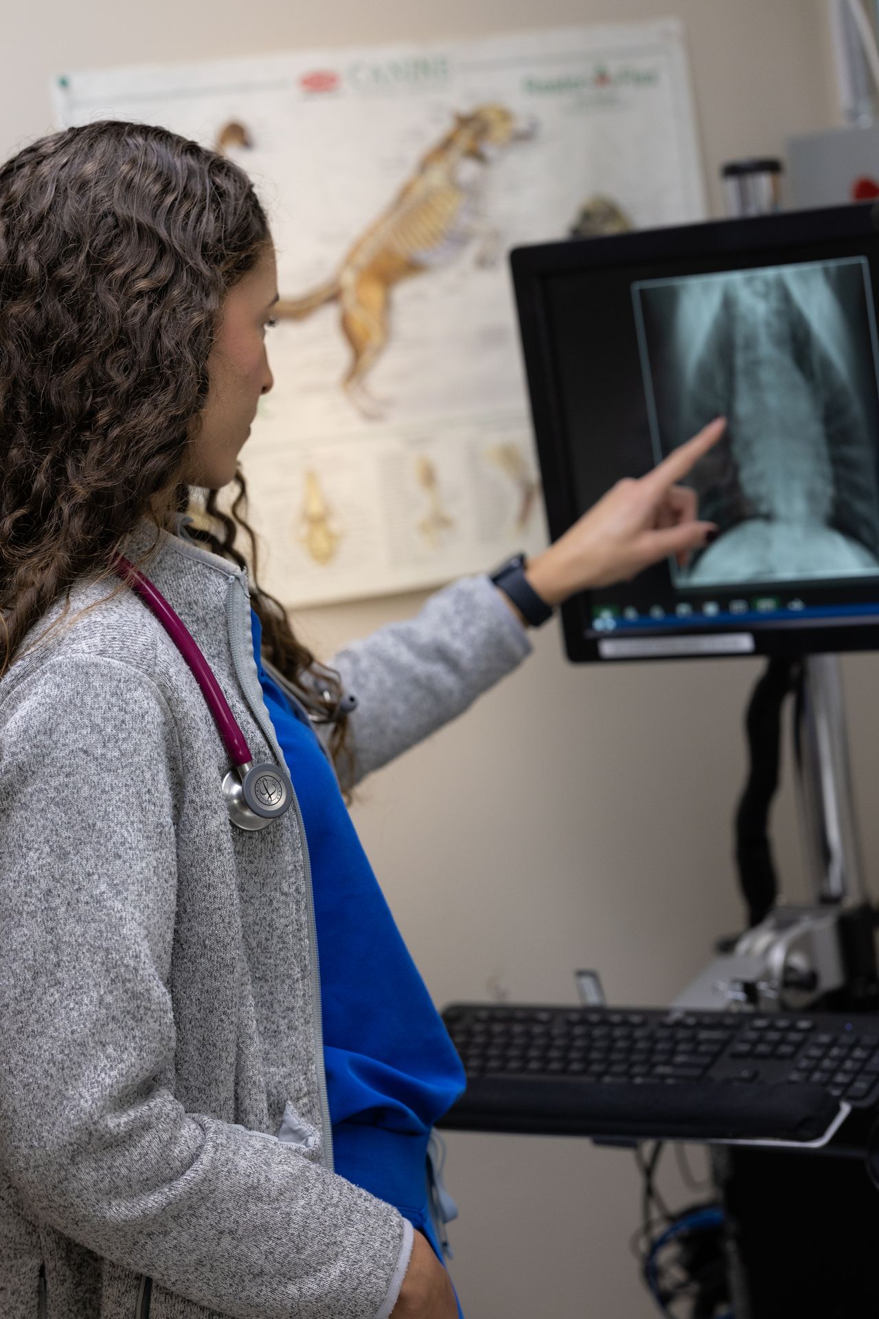 Female Veterinarian points at an X-ray on a computer screen, with a stethoscope around their neck in an examination room.