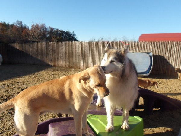 Dog training