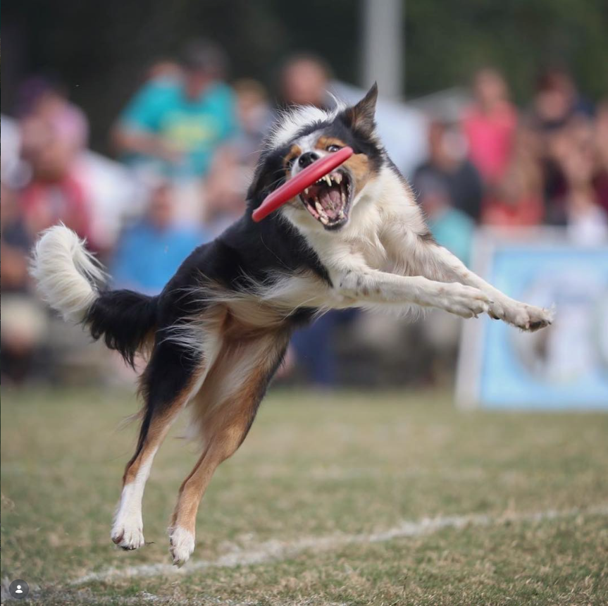 A dog in mid-air catches a red frisbee with a crowd blurred in the background.