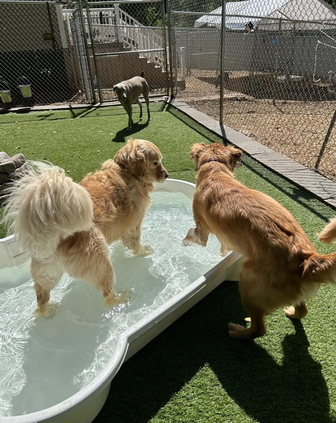 Two dogs playing in a shallow plastic pool on a sunny day, with a third dog walking in the background on artificial grass.