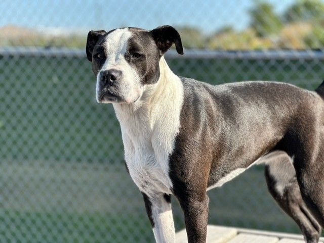 A black and white dog stands on a platform in front of a chain-link fence, looking directly at the camera, with a sunny, blurred background.