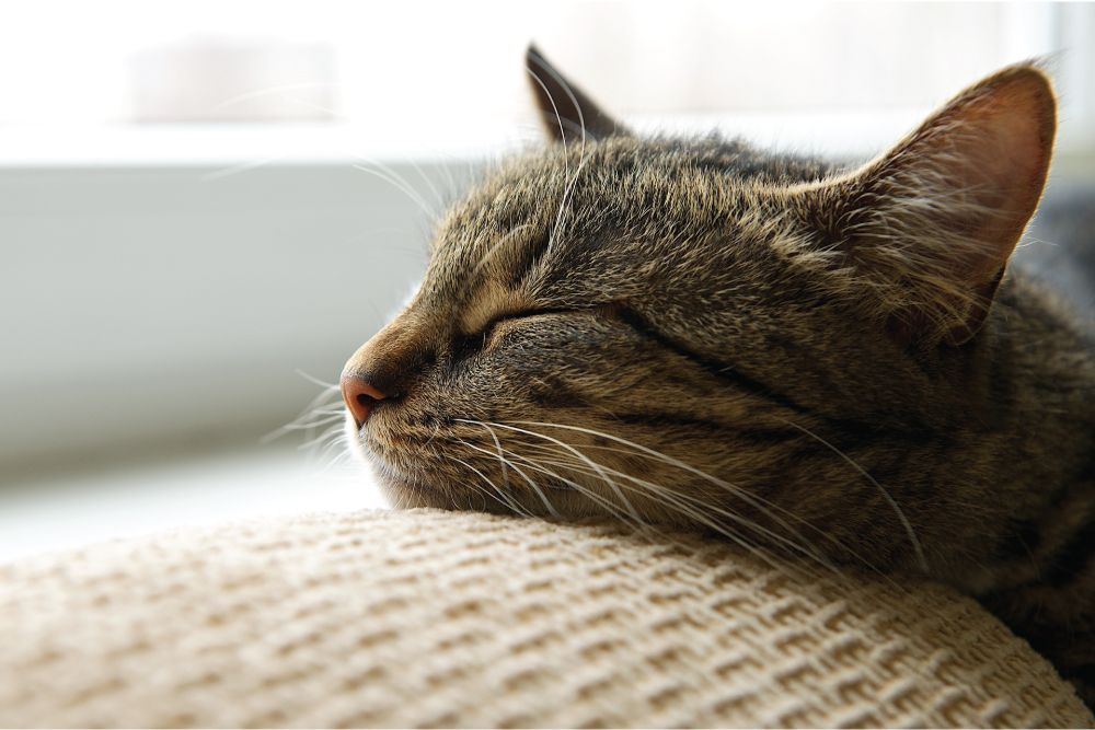 A tabby cat peacefully sleeping on a textured cushion near a window with soft natural light.