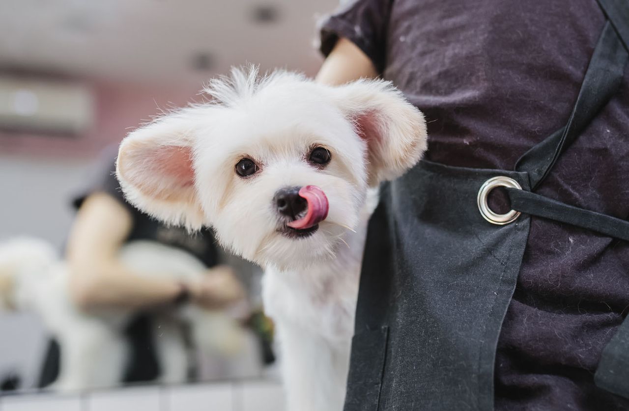 A small white dog with pink-tipped tongue out sitting on a person's lap, with grooming tools in the background.