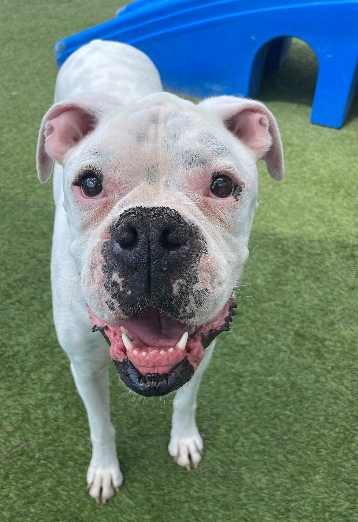Happy white dog with dark spots, wide smile, and floppy ears, standing on grass with a blue slide in the background.