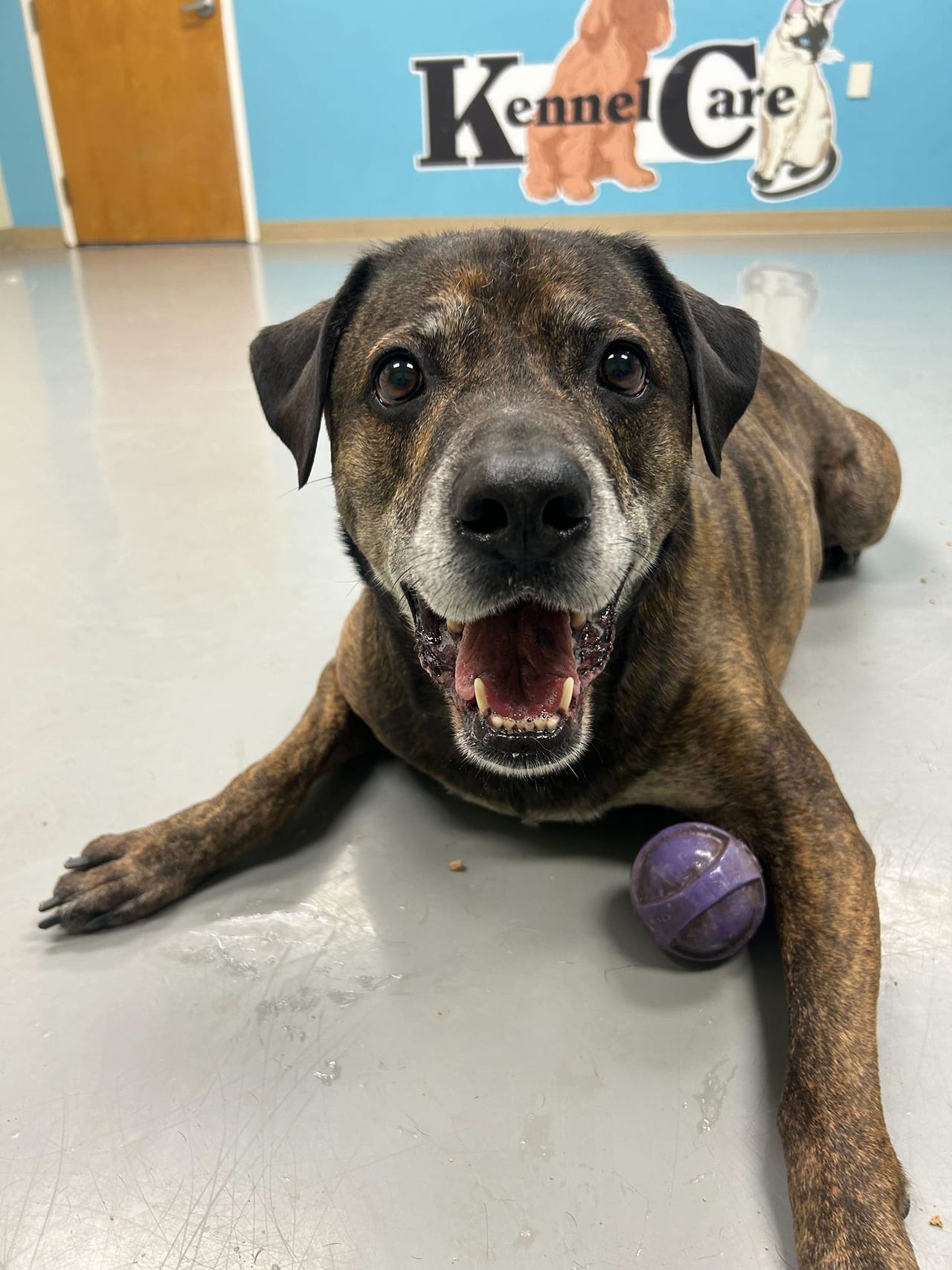 Happy dog lying on a gray floor with a purple ball, in front of a wall with "Kennel Care" signage.