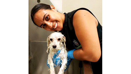A smiling woman poses with a small, wet dog covered in soap suds during a bath, wearing blue gloves in a grooming setting.