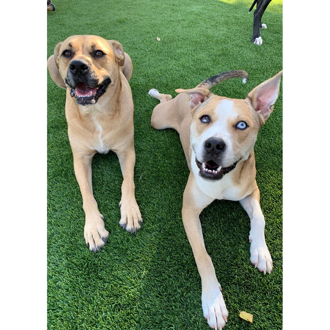 Two dogs lying on green grass, one with light brown fur and the other with darker patches and striking blue eyes, both looking up.