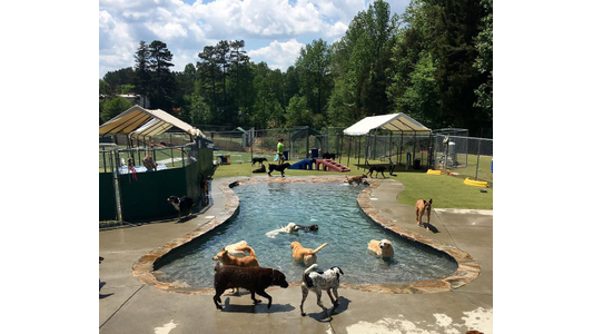 Dogs enjoying a pool in a fenced outdoor area with trees and tents in the background on a sunny day at Camp Wagging Tails