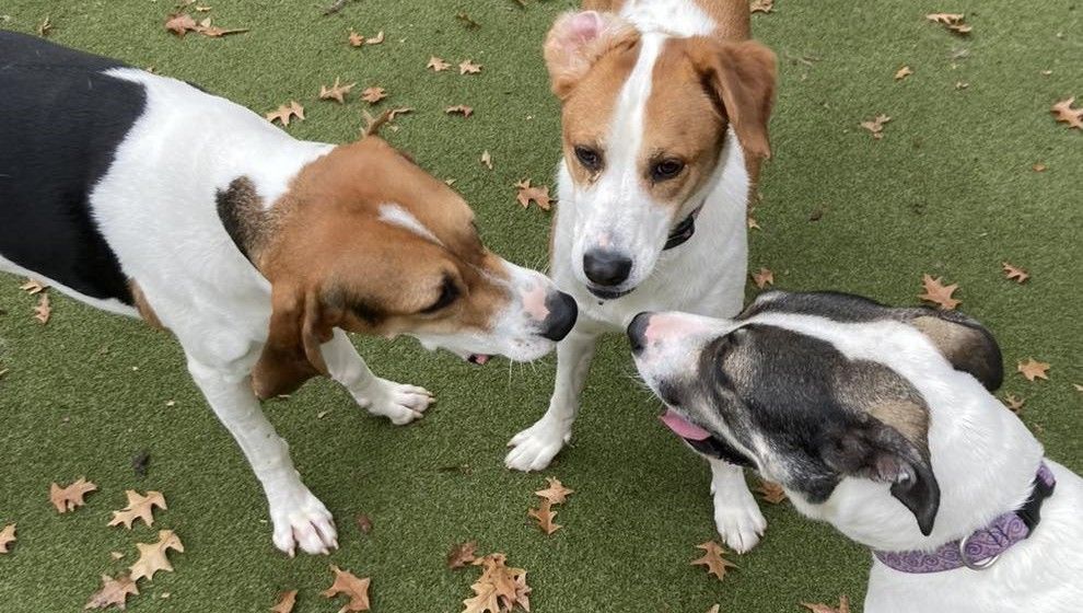 Three dogs with brown, black, and white markings interact playfully on a grassy area with fallen leaves.