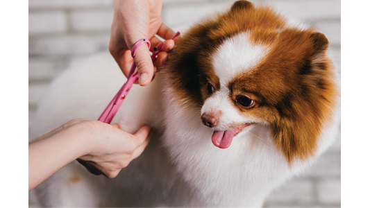 A fluffy Pomeranian dog is being groomed with pink scissors, tongue out, against a light brick background.