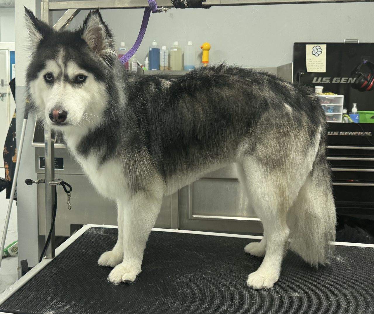 dog