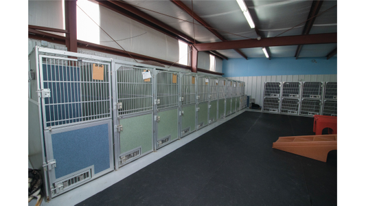 A row of metal kennels with colorful panels line the wall of a spacious, well-lit animal facility.