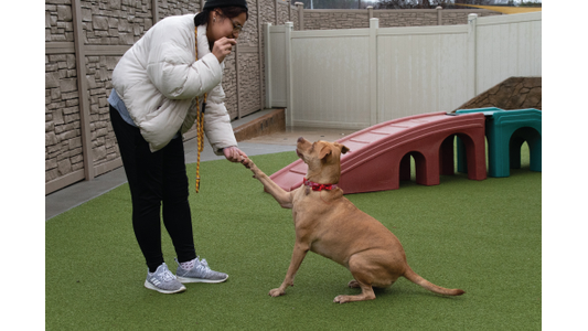 A female trainer works with a  a brown dog to shake hands in a fenced outdoor area with a plastic bridge.