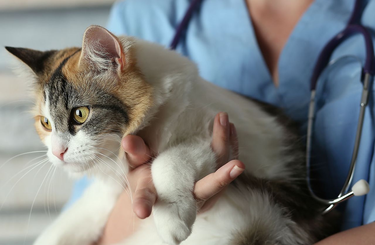 A veterinarian in blue scrubs holding a calico cat, with a stethoscope hanging around their neck.
