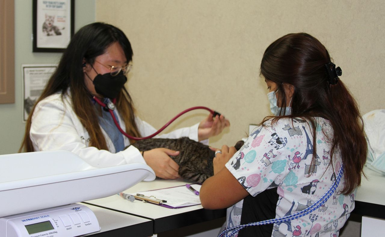 Two masked veterinarians examine a cat on a table in a clinic, using a stethoscope and taking notes.