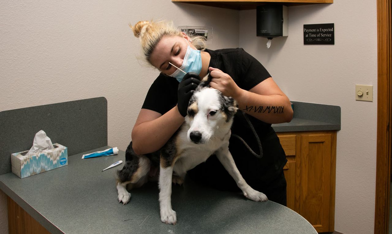A clinic staff member examines a black and white dog on a veterinary clinic table.