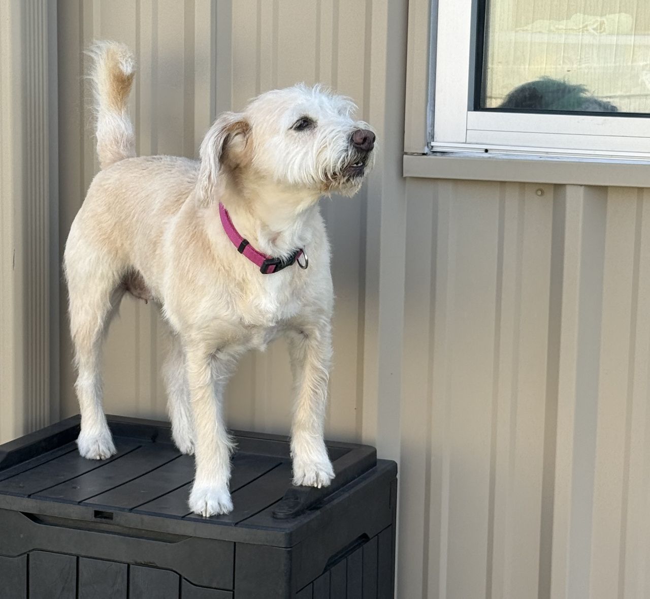Scruffy cream-colored terrier mix in a pink collar standing on a storage bench in a daycare yard