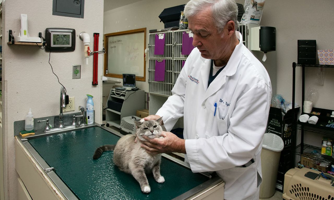 Veterinarian in a white coat examining a cat on an examination table in a clinic.