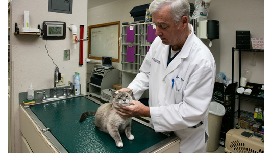 A veterinarian examines a gray cat on an examination table in a clinic, surrounded by medical equipment and supplies.