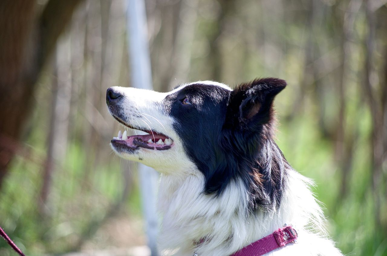 A black and white dog with a pink collar gazes upward with an open mouth in a blurred outdoor setting.