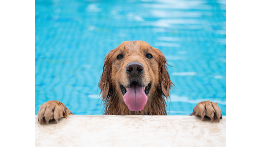 Wet Golden Retriever with its tongue out, happily peering over the edge of a swimming pool.