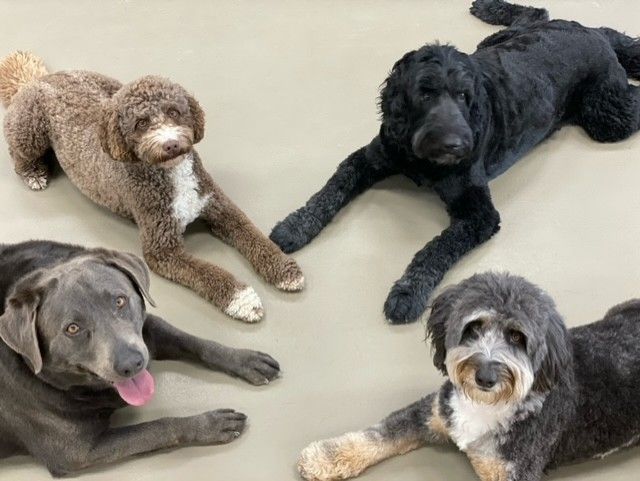 Four dogs of different breeds lying on a beige floor, looking up with curious expressions.