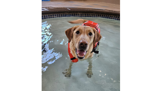 A happy golden retriever wearing a red life jacket stands in a shallow indoor pool, looking up into the camera with a joyful expression.