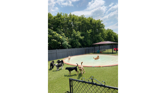 .Dogs playing and swimming in a small circular pool on a grassy field, surrounded by a fence and trees under a blue sky with scattered clouds.