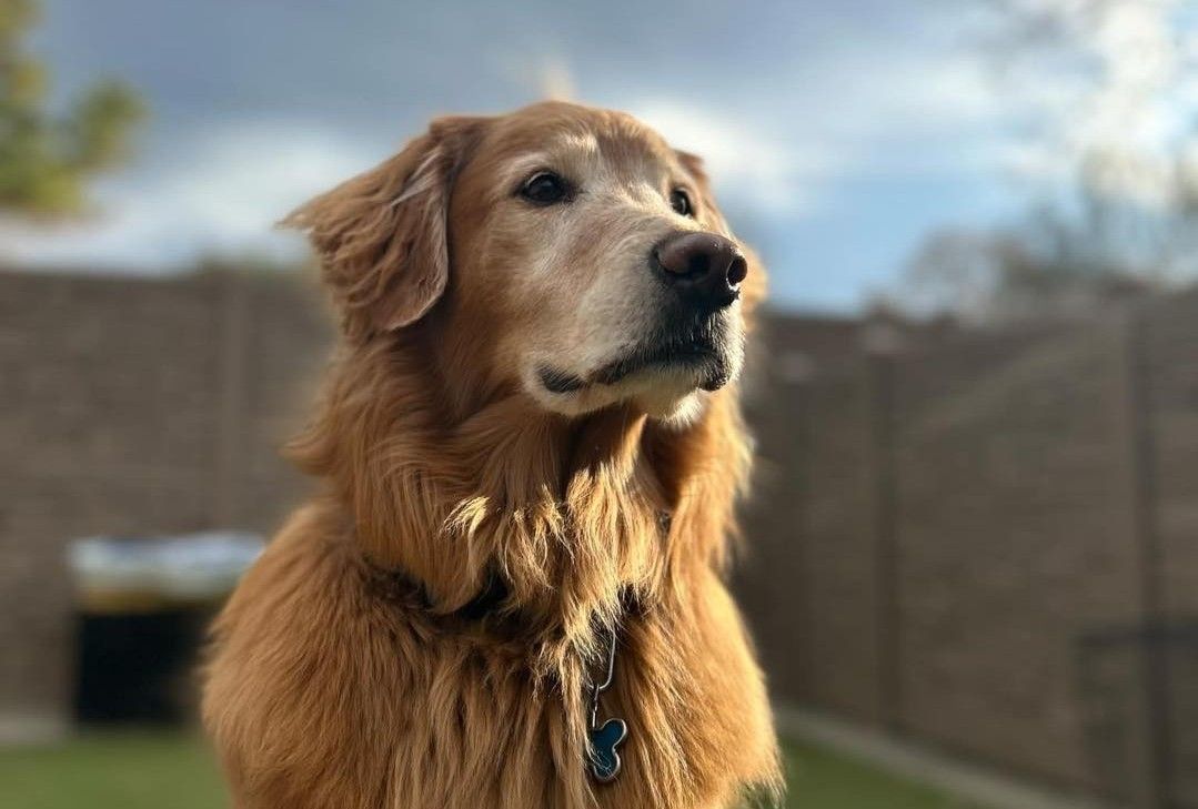 Ruff housing golden retriever