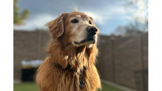 Golden Retriever with a fluffy coat stands outdoors on a cloudy day, gazing attentively into the distance, with a blurred background.