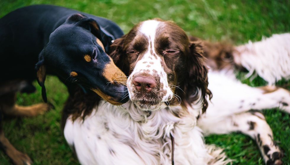 A black-and-tan dog nuzzles affectionately against the cheek of an English Springer Spaniel resting on a lush green lawn