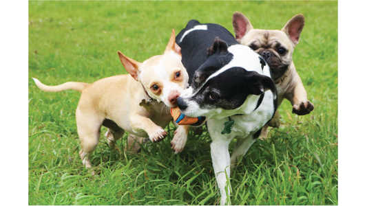 Three small dogs playfully tug at a toy ball on a lush green lawn.