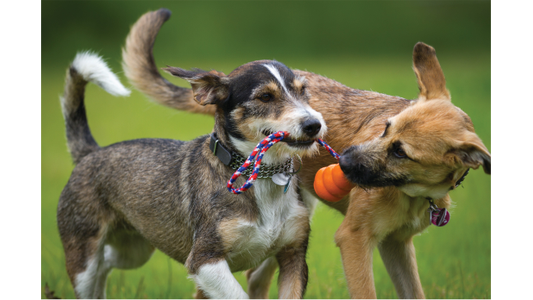 Two playful dogs tugging on a colorful rope toy in a grassy area.