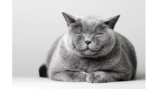 A chubby gray cat with closed eyes is peacefully resting on a white surface against a plain background.