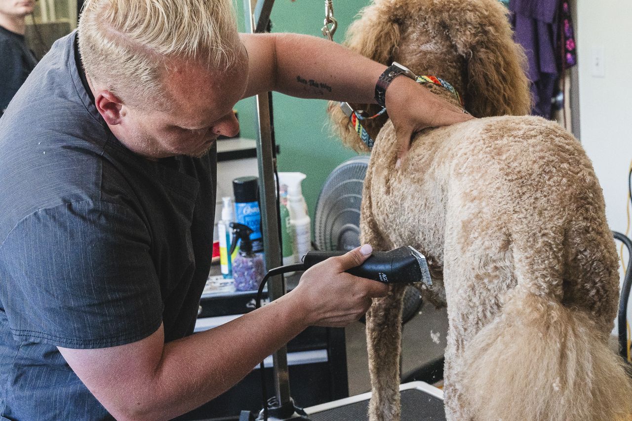 A staff groomer grooming a curly-haired dog using electric clippers in a pet salon.