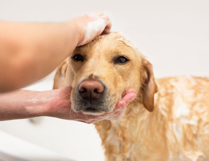 A golden retriever being bathed, with soapy water on its fur, while a pair of hands gently washes its head in a bright setting.