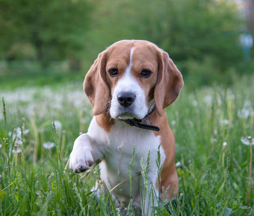 Beagle puppy sitting in lush green grass, lifting one paw slightly, with a collar around its neck. Background is a blurry garden scene.